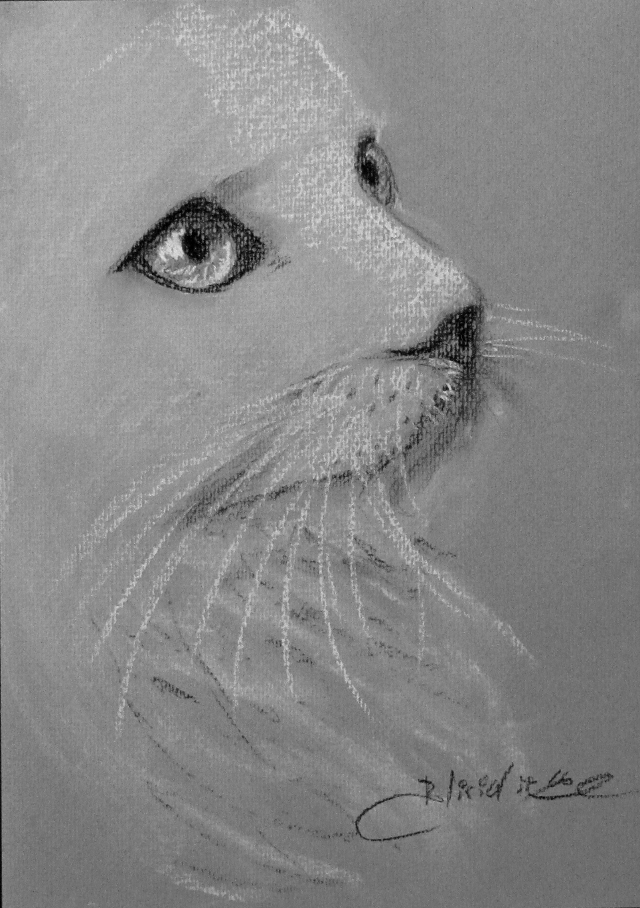 CHAT II